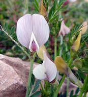 Image of smooth yellow vetch