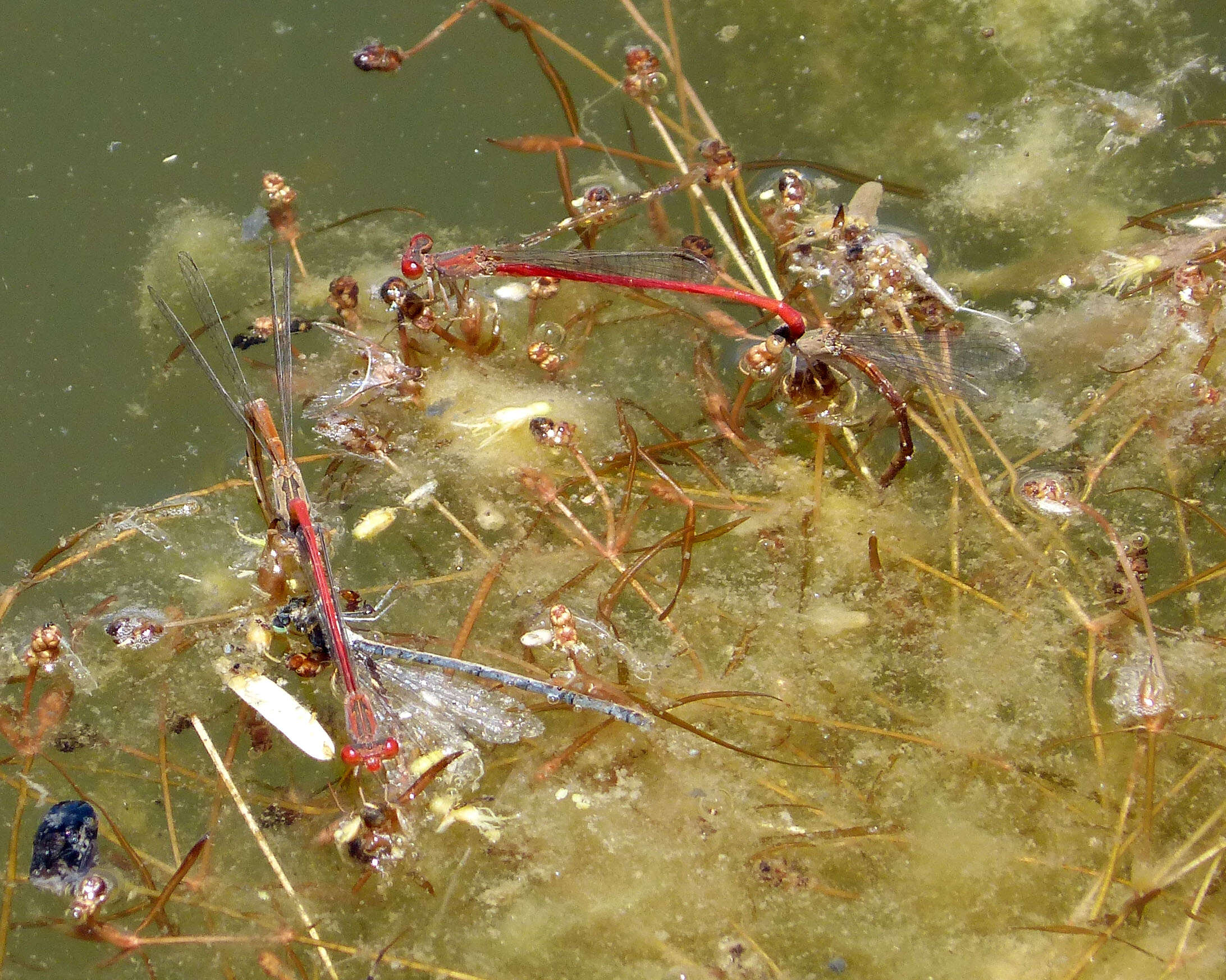 Image of Desert Firetail