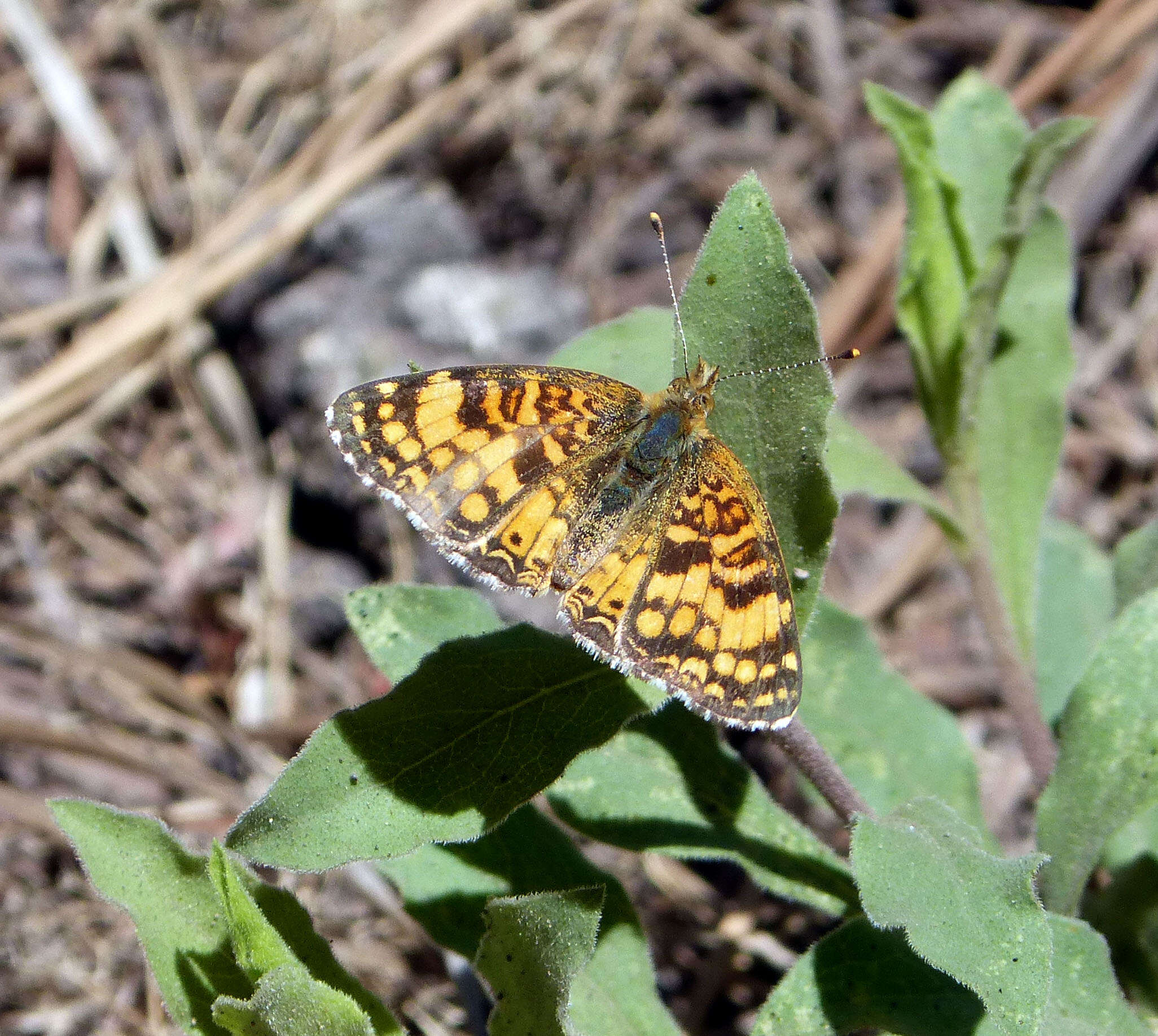 Image of Phyciodes mylitta