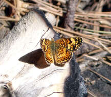 Image of Phyciodes mylitta