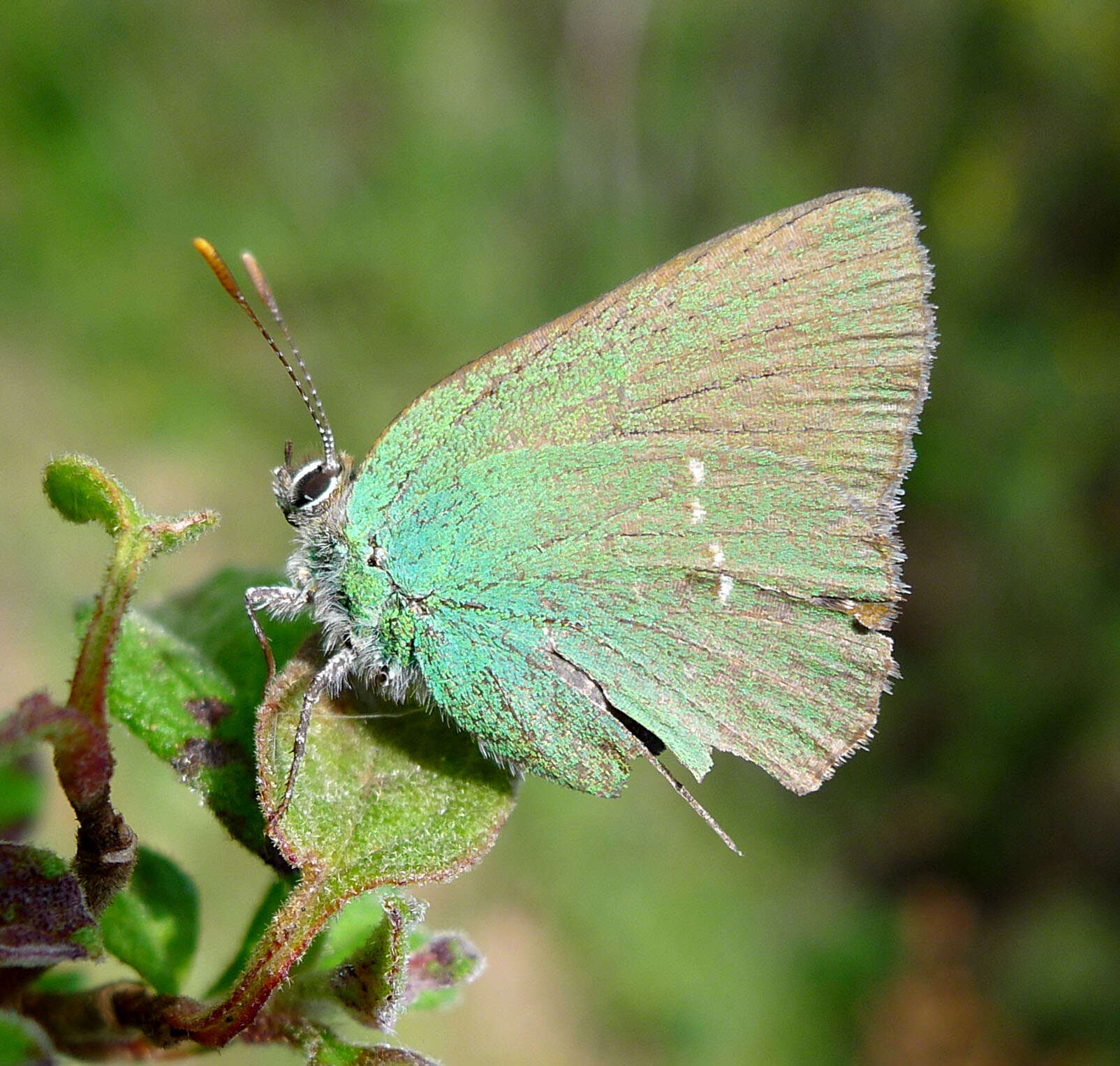 Plancia ëd Callophrys rubi (Linnaeus 1758)