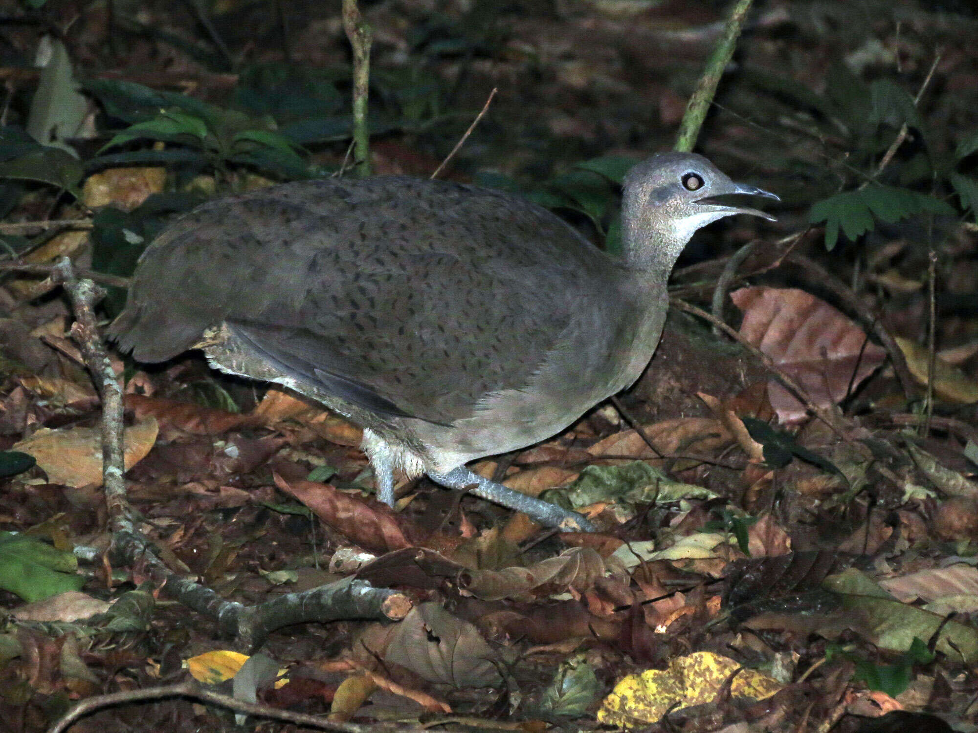 Image of Great Tinamou