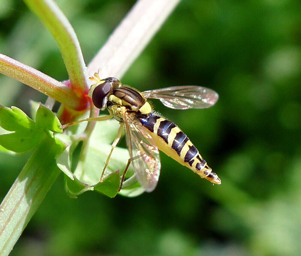 Sphaerophoria scripta (Linnaeus 1758) resmi