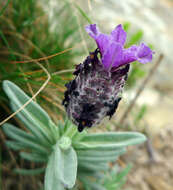 Image of French lavender