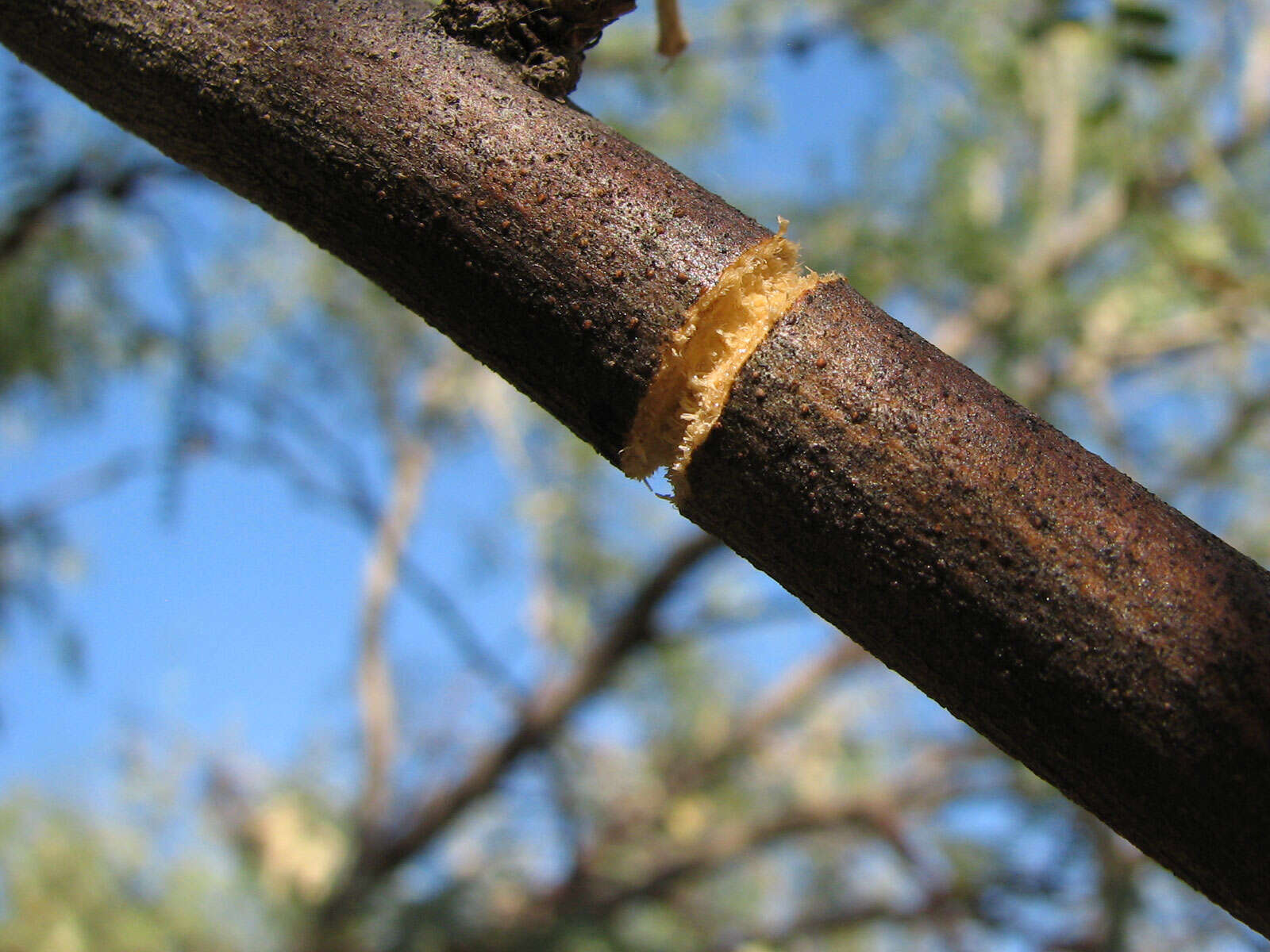 Image of Mesquite Girdler