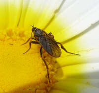 Image of dagger flies and balloon flies