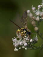 Image of Myzinum quinquecinctum (Fabricius 1775)