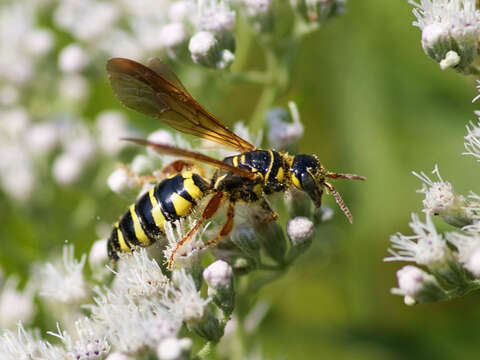 Слика од Myzinum quinquecinctum (Fabricius 1775)