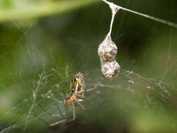 Image of Basilica Orbweaver