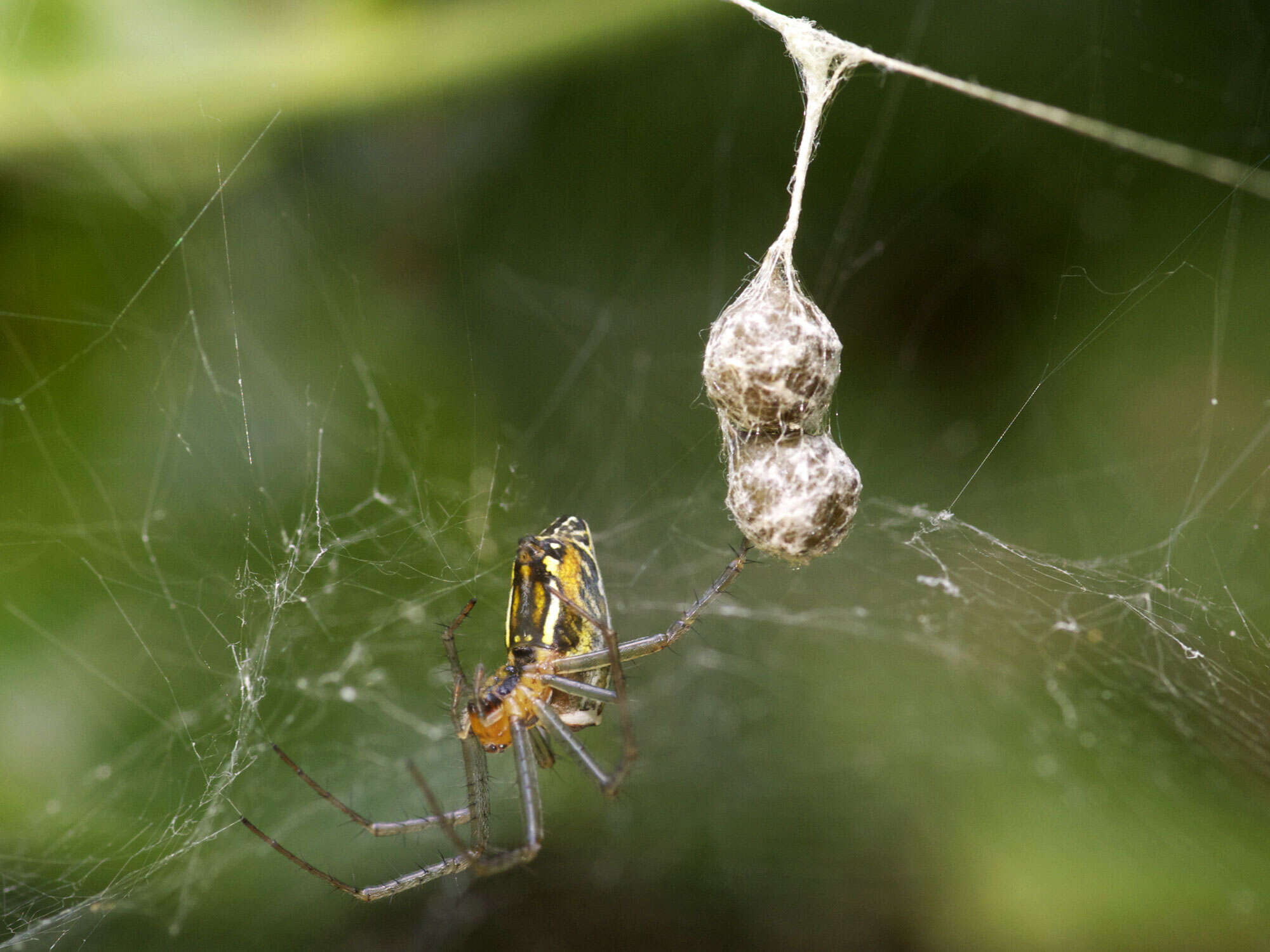 Image of Basilica Orbweaver