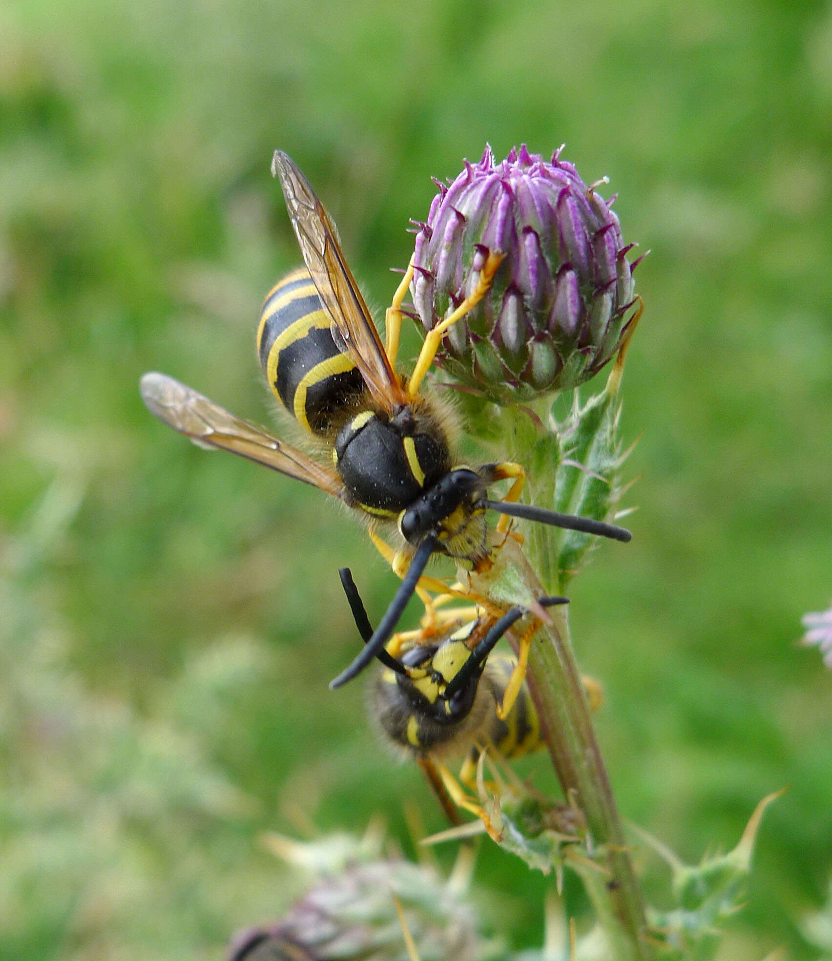 Image of Dolichovespula sylvestris (Scopoli 1763)