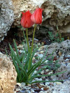 Image of Tulipa linifolia Regel