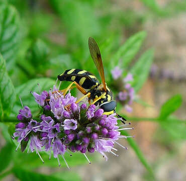 Image of <i>Chrysotoxum festivum</i>