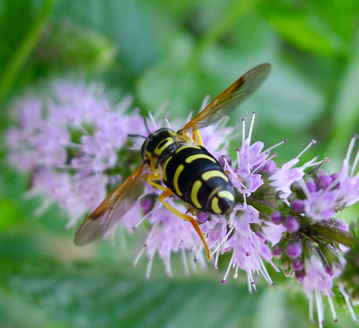 Image of <i>Chrysotoxum festivum</i>