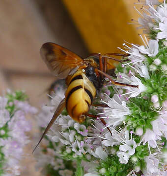 Image of lesser hornet hoverfly