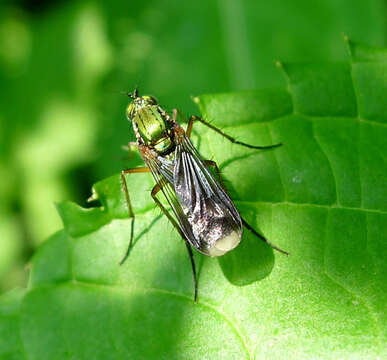 Image of Poecilobothrus nobilitatus (Linnaeus 1767)