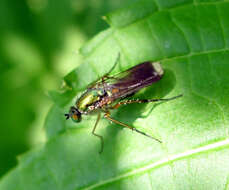 Image of Poecilobothrus nobilitatus (Linnaeus 1767)