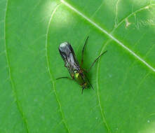 Image of Poecilobothrus nobilitatus (Linnaeus 1767)