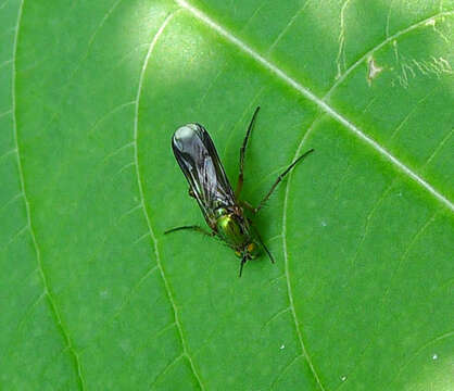 Image of Poecilobothrus nobilitatus (Linnaeus 1767)