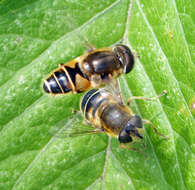 صورة <i>Eristalis nemorum</i>