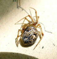 Image de Parasteatoda