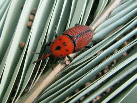 Imagem de Rhynchophorus ferrugineus (Olivier & A. G. 1791)