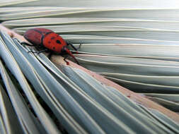 Image of Red palm weevil
