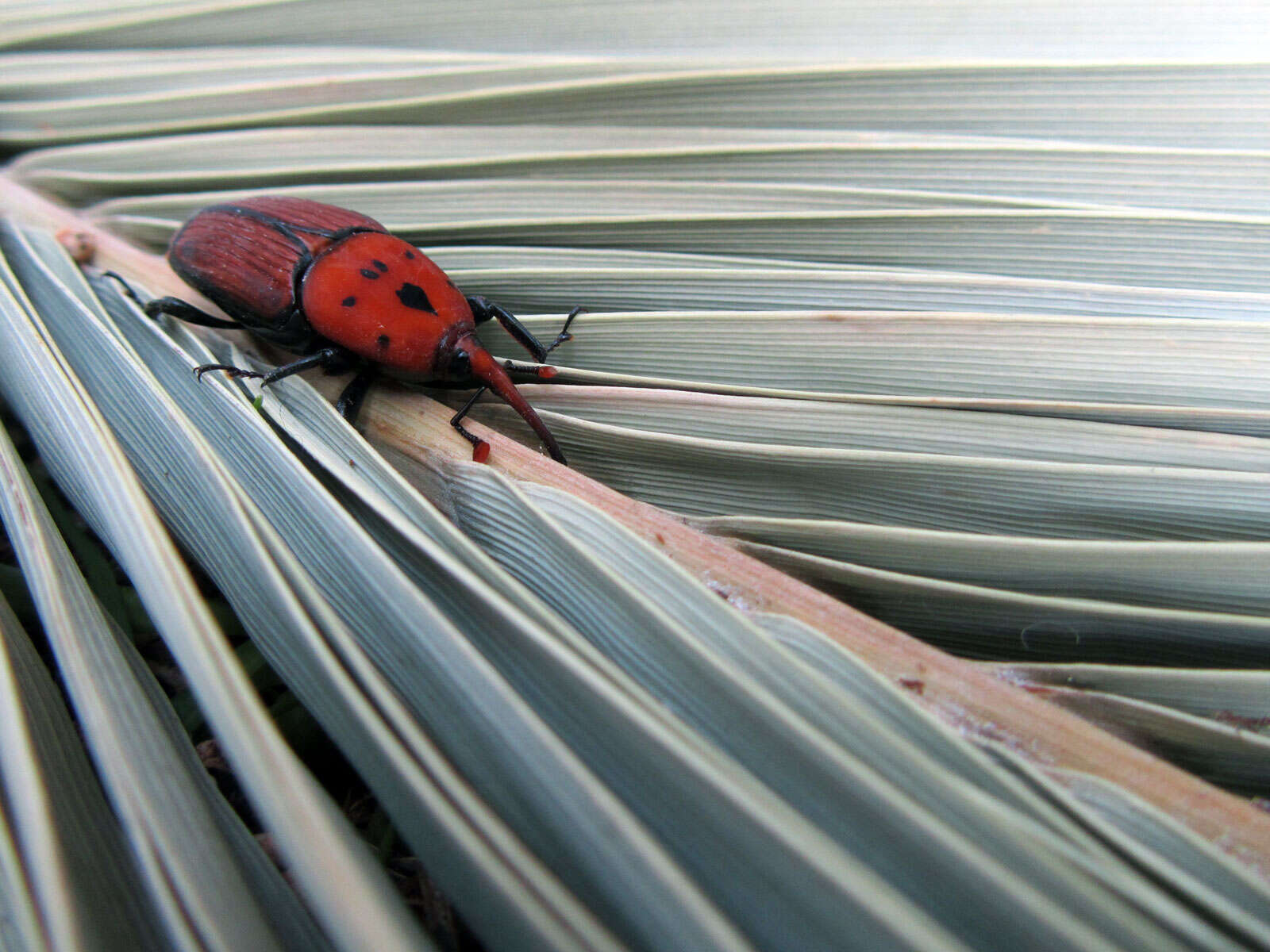 Imagem de Rhynchophorus ferrugineus (Olivier & A. G. 1791)