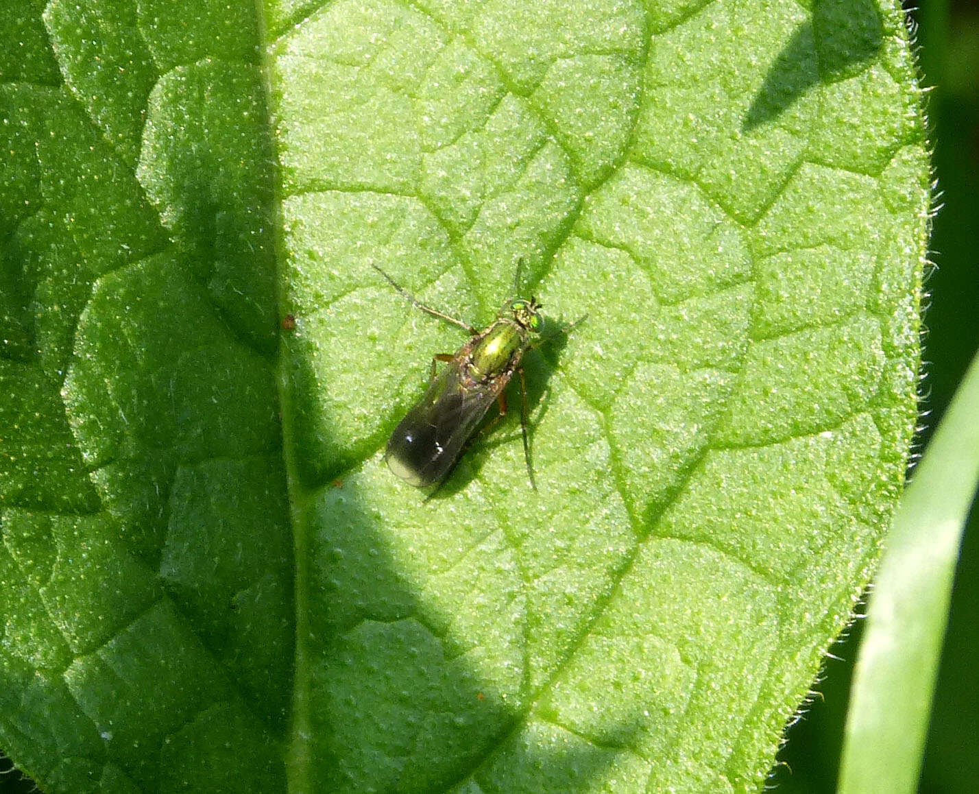 Image of Poecilobothrus nobilitatus (Linnaeus 1767)