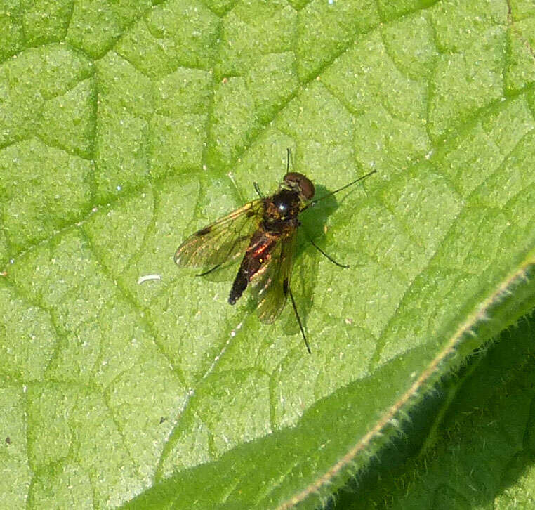 Image of Chrysopilus cristatus