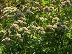 Imagem de Pycnanthemum tenuifolium Schrad.