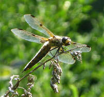 Image of Four-spotted Chaser