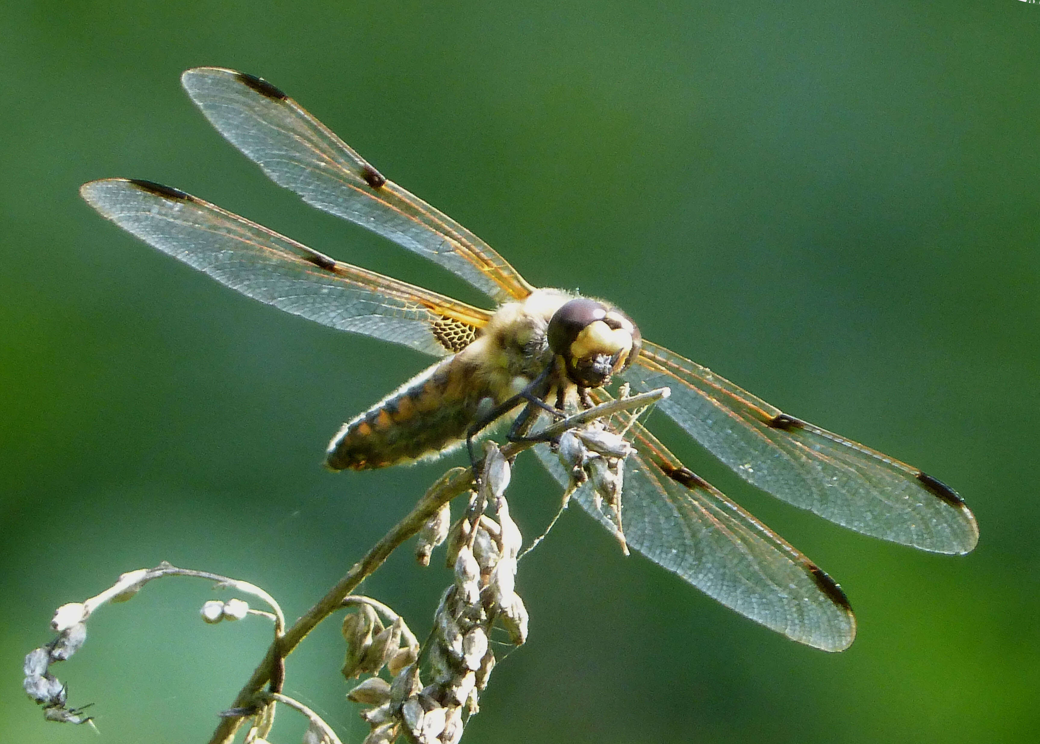 Image of Four-spotted Chaser