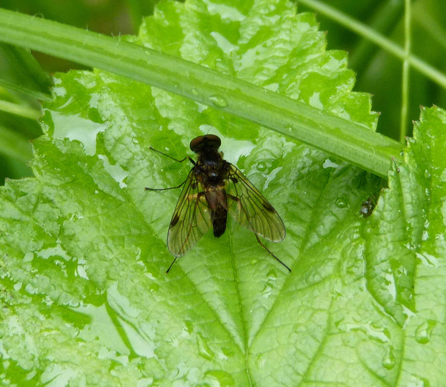 Image of Chrysopilus cristatus