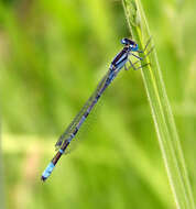 Image of Common Blue Damselfly