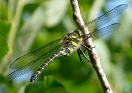 Image of golden-ringed dragonfly