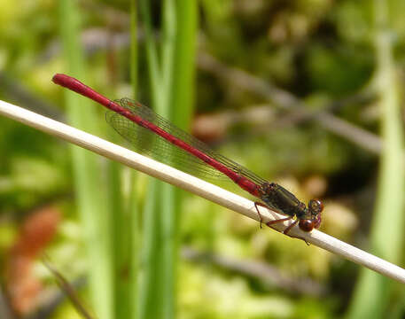 Image of small red damselfly