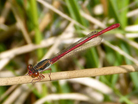 Image of small red damselfly