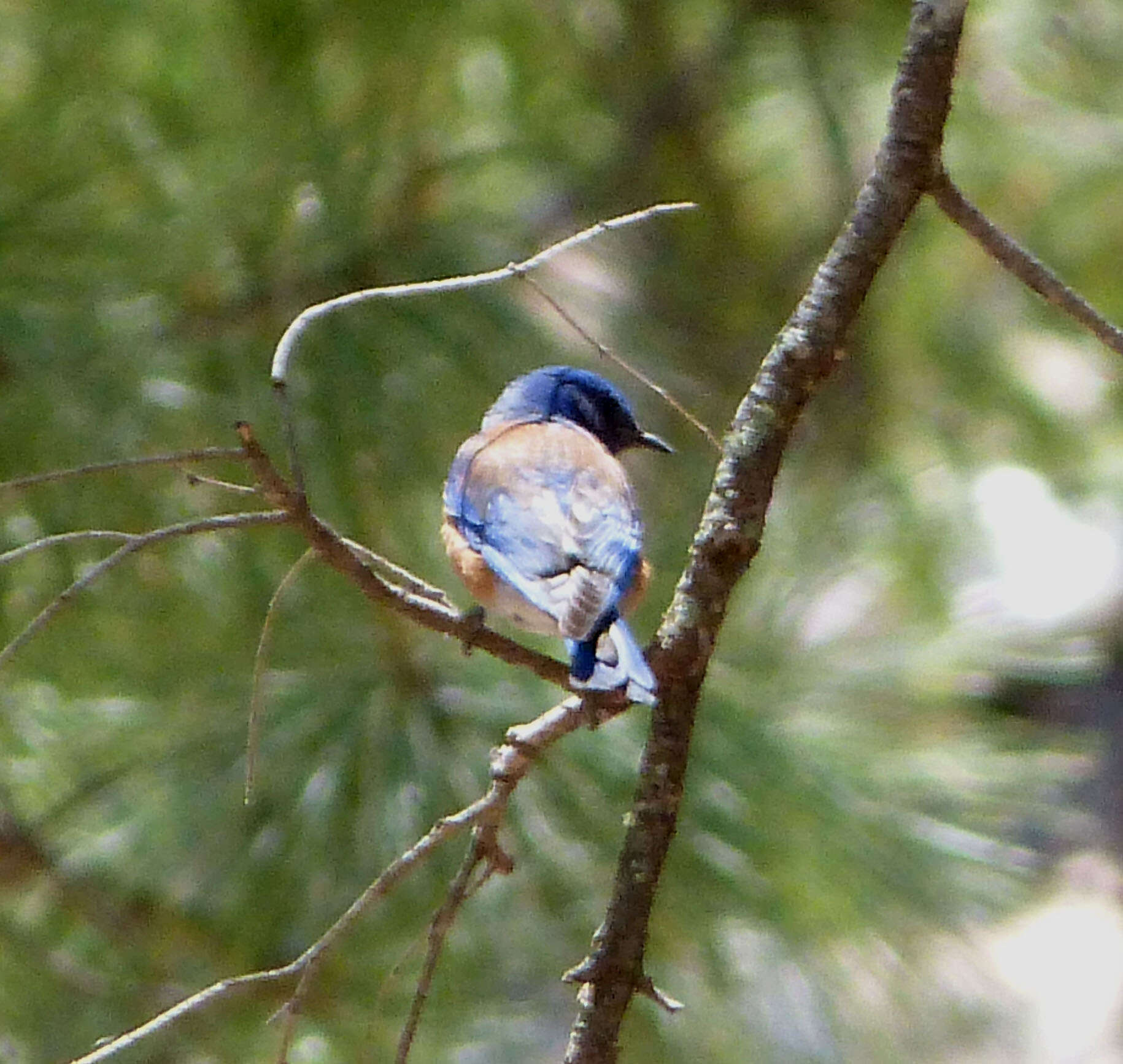 Image of Western Bluebird