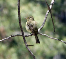 Image of Cordilleran Flycatcher