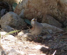 Image of Yellow-eyed Junco