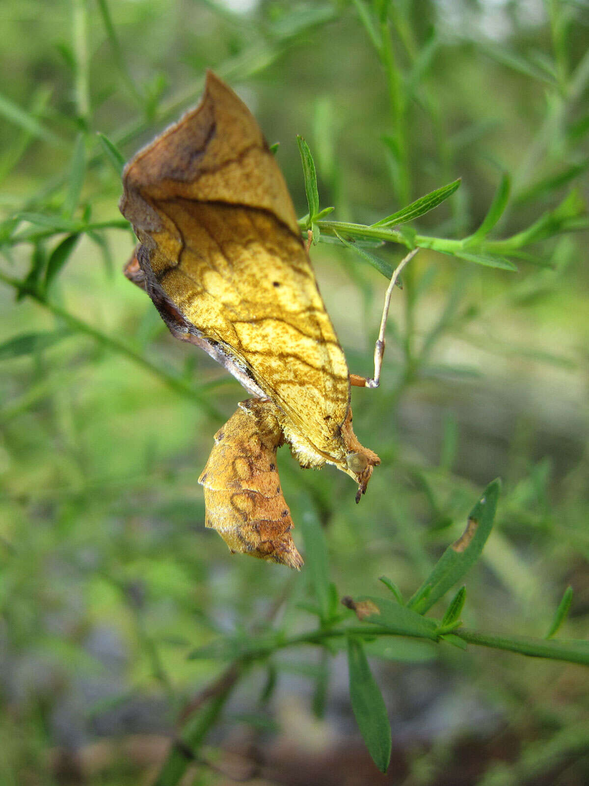 Image of Eulithis