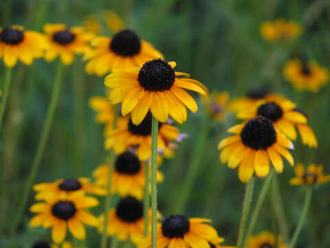 Rudbeckia fulgida Ait. resmi