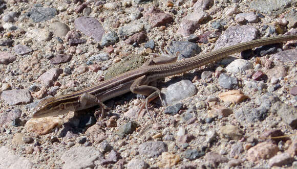 Image of Desert Grassland Whiptail