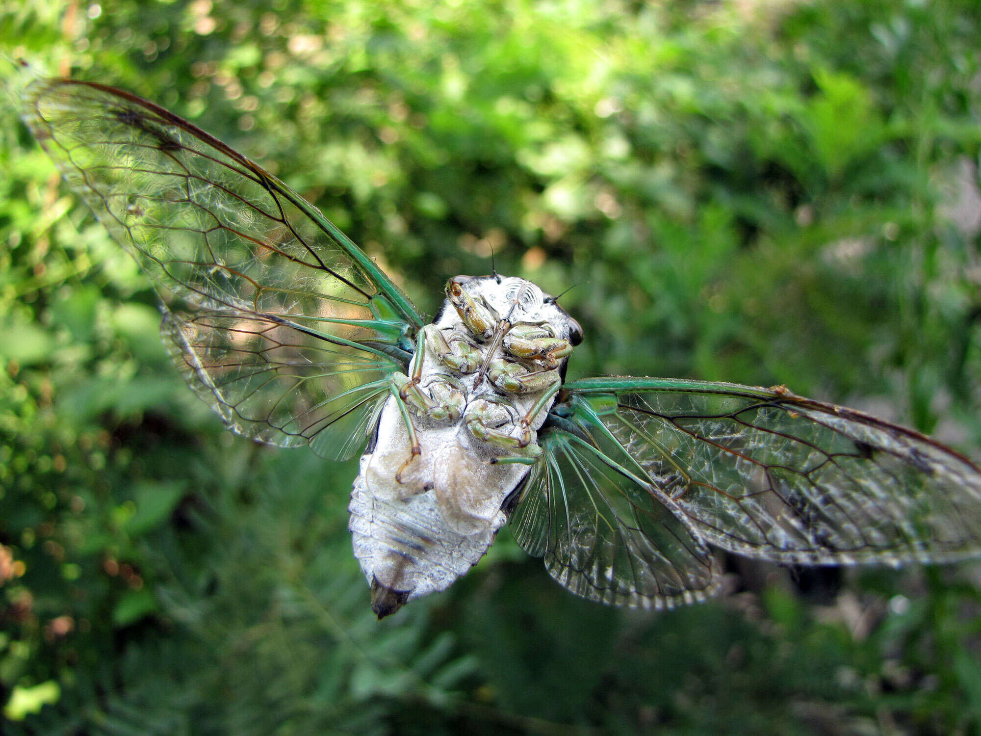 Image of Neotibicen tibicen (Linnaeus 1758)