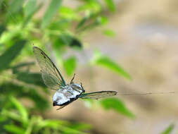 Image of Neotibicen tibicen (Linnaeus 1758)