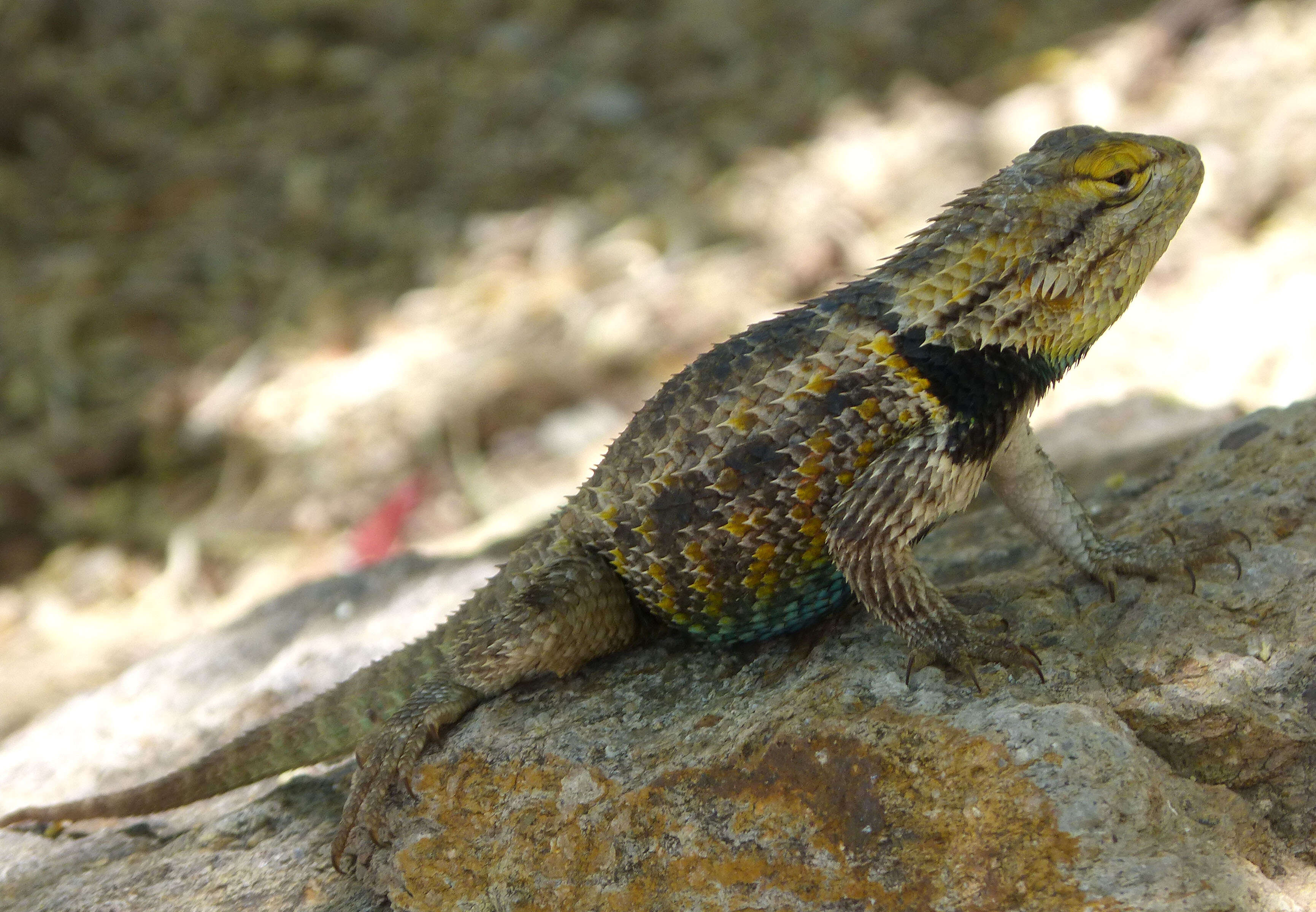 Image of Desert Spiny Lizard