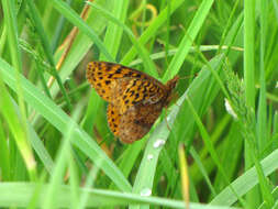 Plancia ëd Boloria bellona