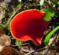 Image of Ruby elfcup