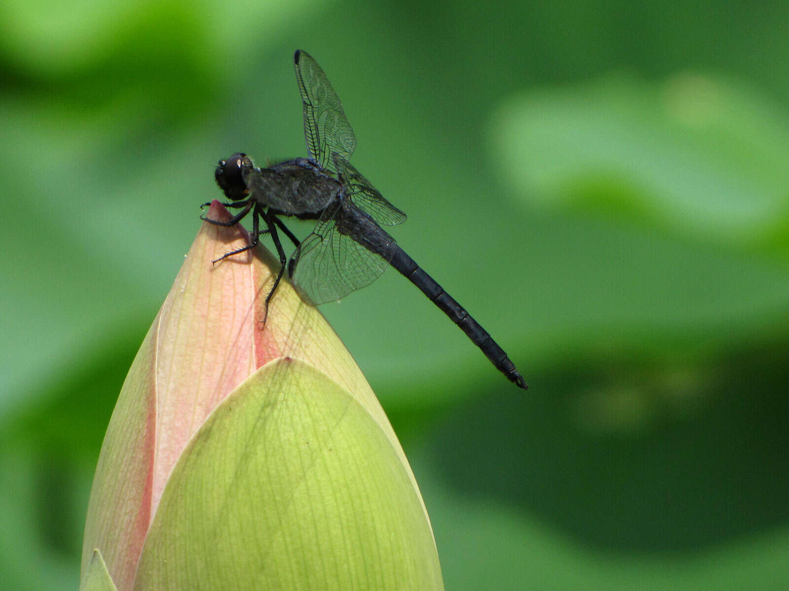 Libellula incesta Hagen 1861 resmi